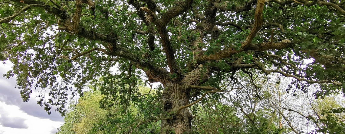 Paraply­en