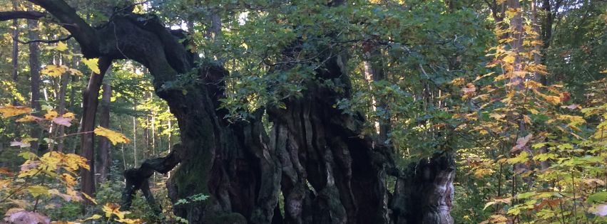 The King Oak of The North Forest
